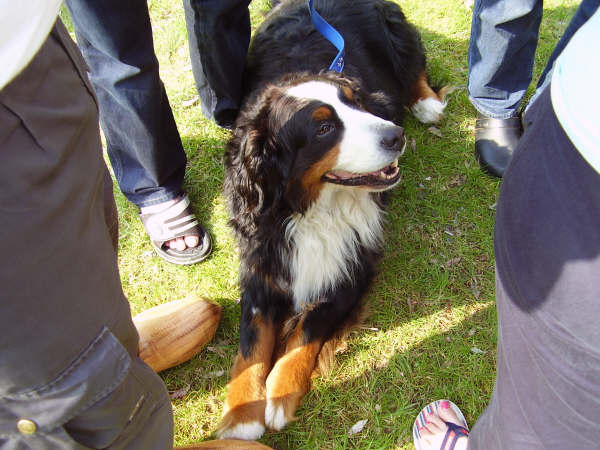 Voorjaarstreffen Gent